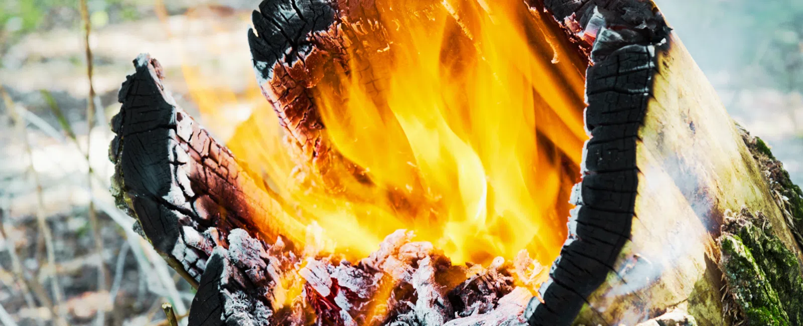 Bright orange flames burning inside a hollow, charred log in an outdoor setting with blurred greenery.