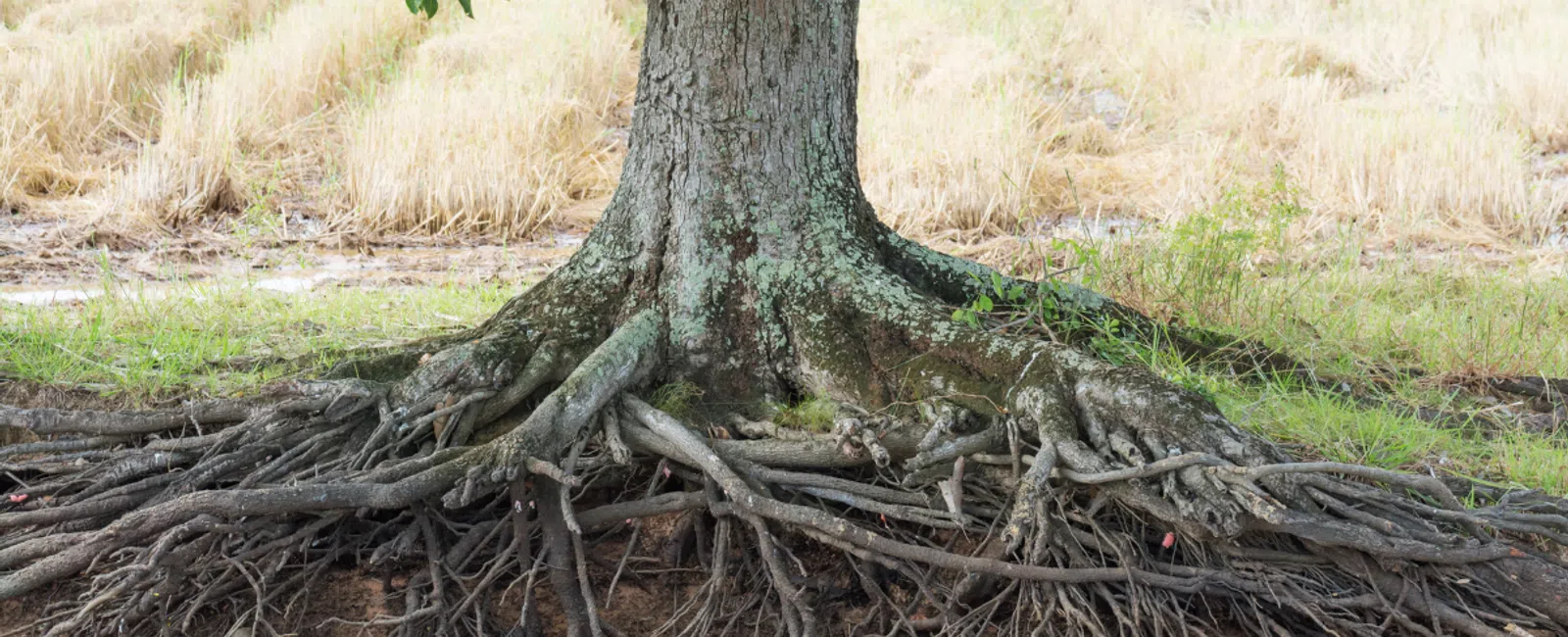 Close-up of a large tree trunk with extensive exposed roots over soil and dry grass in the background.