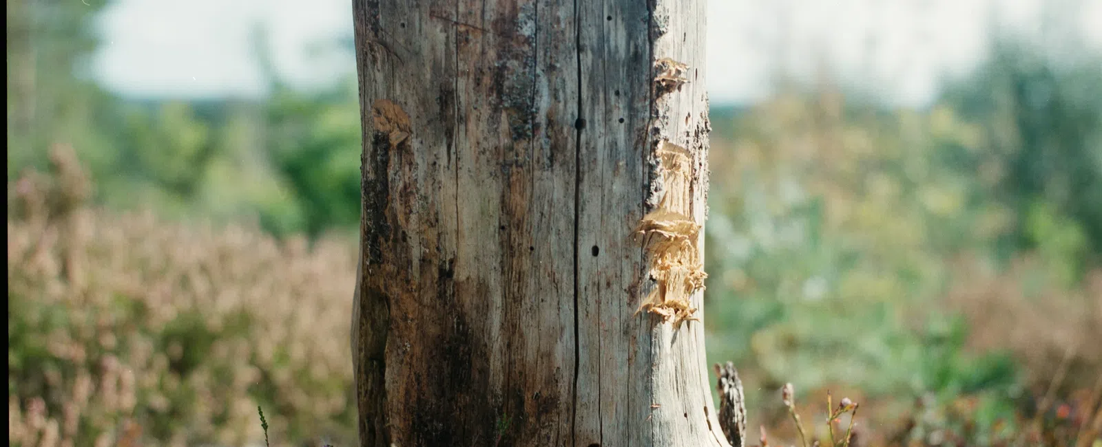 Close-up of a weathered tree stump with textured bark surrounded by grass and plants in natural light.
