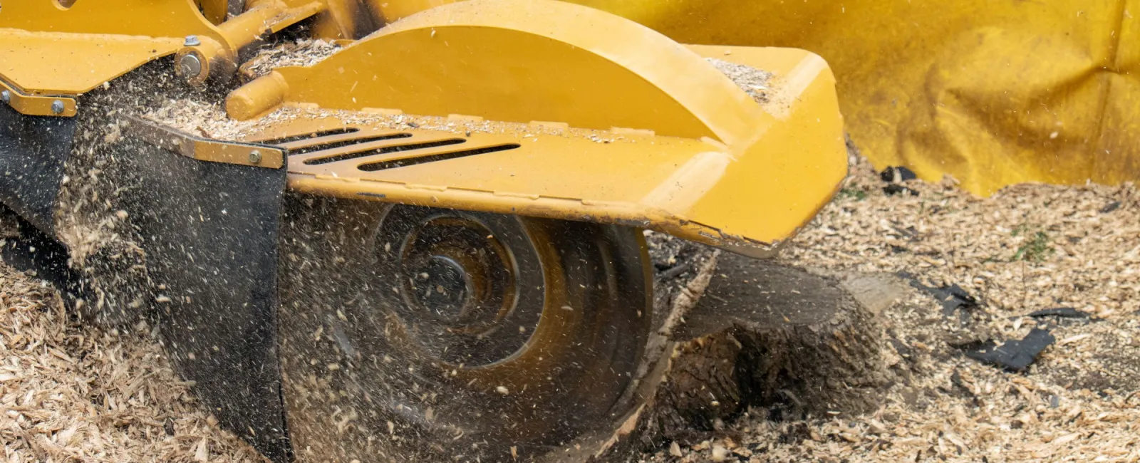 Close-up of a yellow stump grinder cutting wood chips and debris on the ground in action.