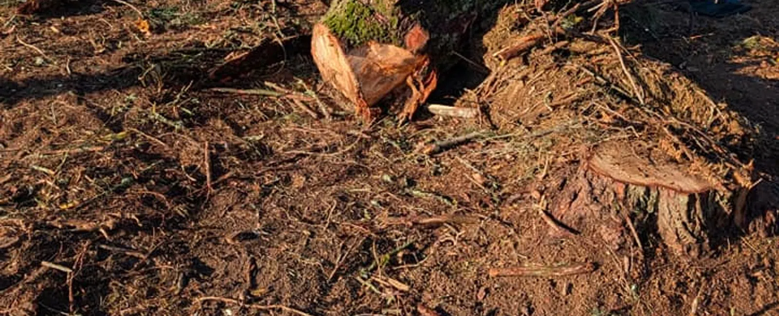 Cut tree trunks and stumps covered with moss on dry dirt near a brick house in a rural area under clear sky.