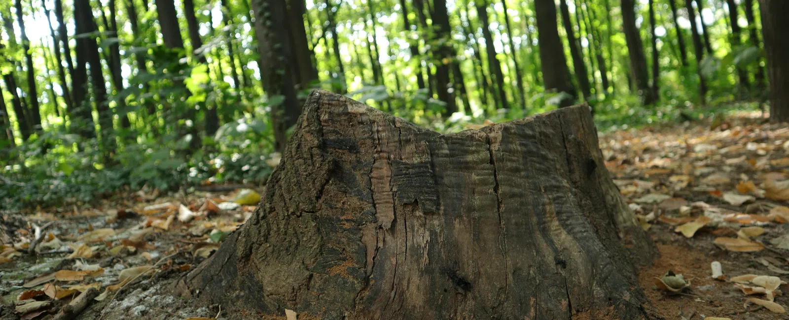 Close-up of a weathered tree stump surrounded by fallen leaves in a sunlit forest during autumn.