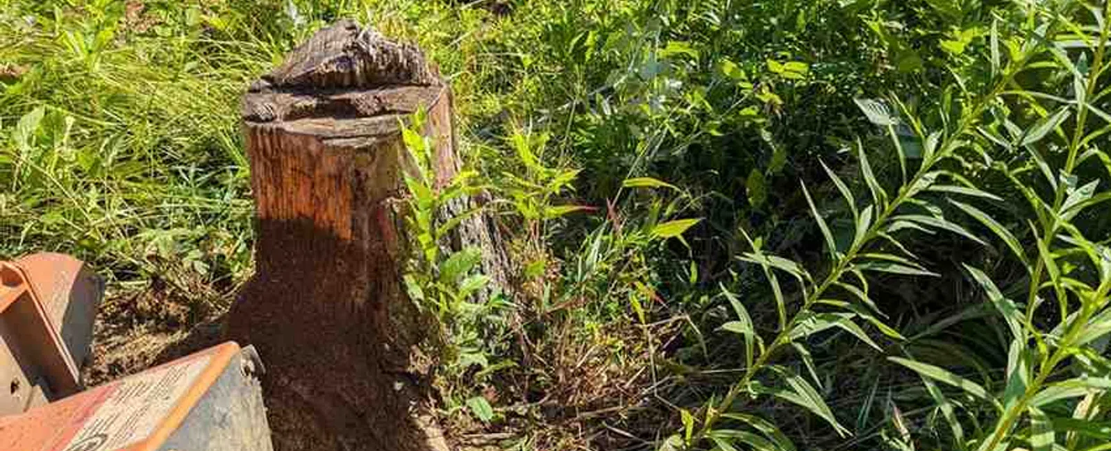 Close-up of a tree stump surrounded by green plants with a stump grinder machine in a sunny garden.