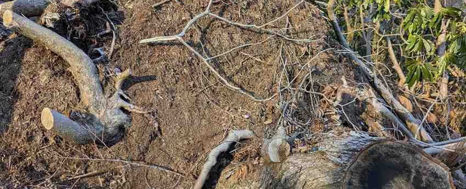 Large uprooted tree lying on forest floor with exposed roots and cut branches under blue sky.