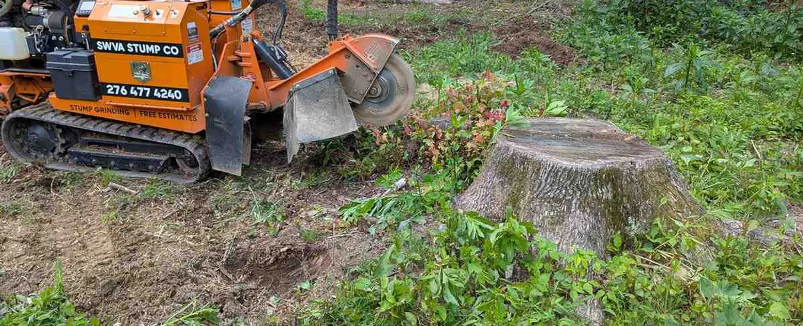 Orange stump grinding machine beside a large tree stump in a forest clearing with logs stacked in the background