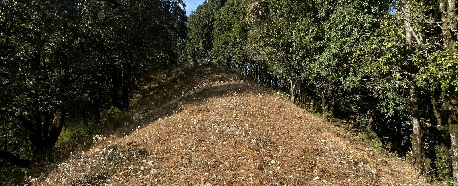 Dry grassy hill slope flanked by dense green trees under a bright blue sky.