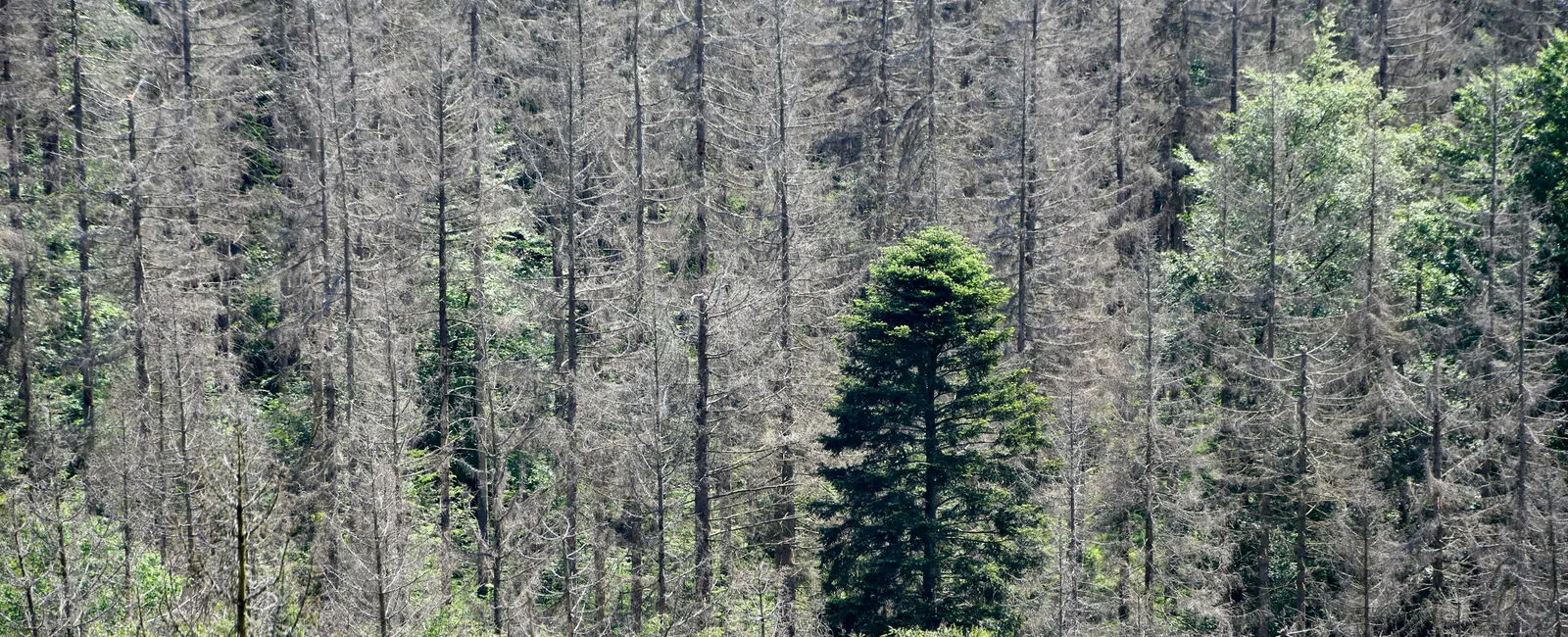 Dense forest showing mostly dead trees with one healthy green tree standing prominently in the center.