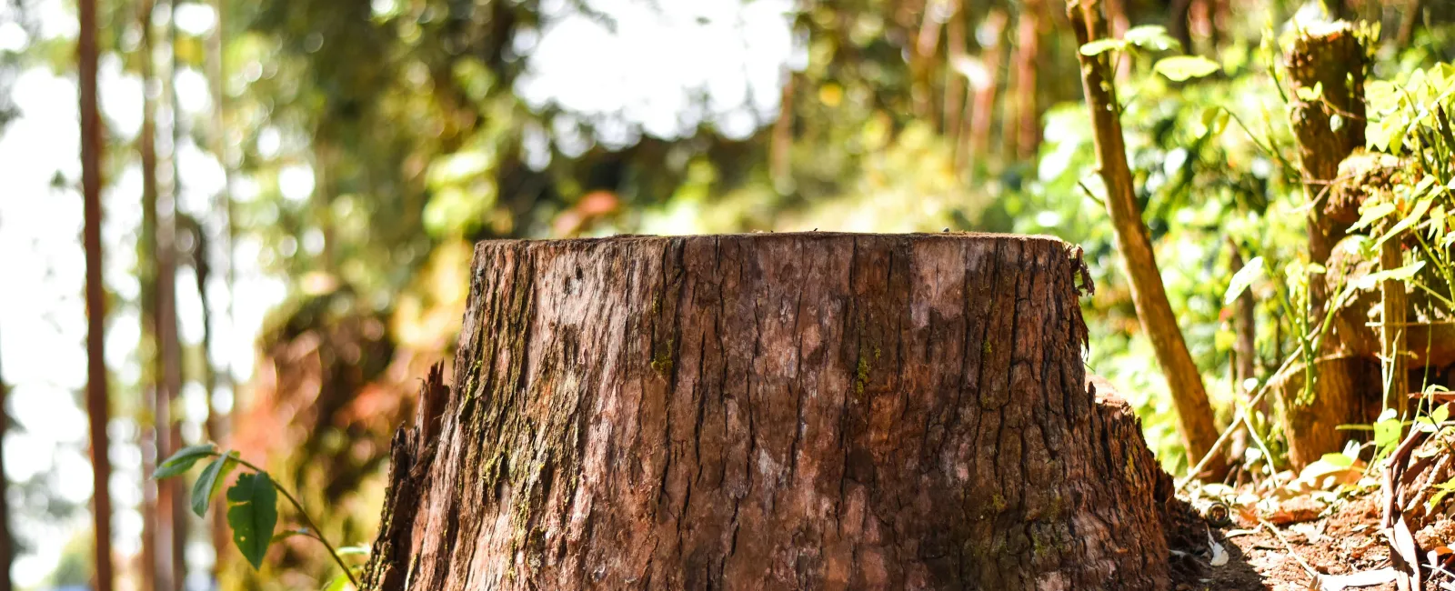 Close-up of a large tree stump in a sunlit forest with green foliage and blurred background trees