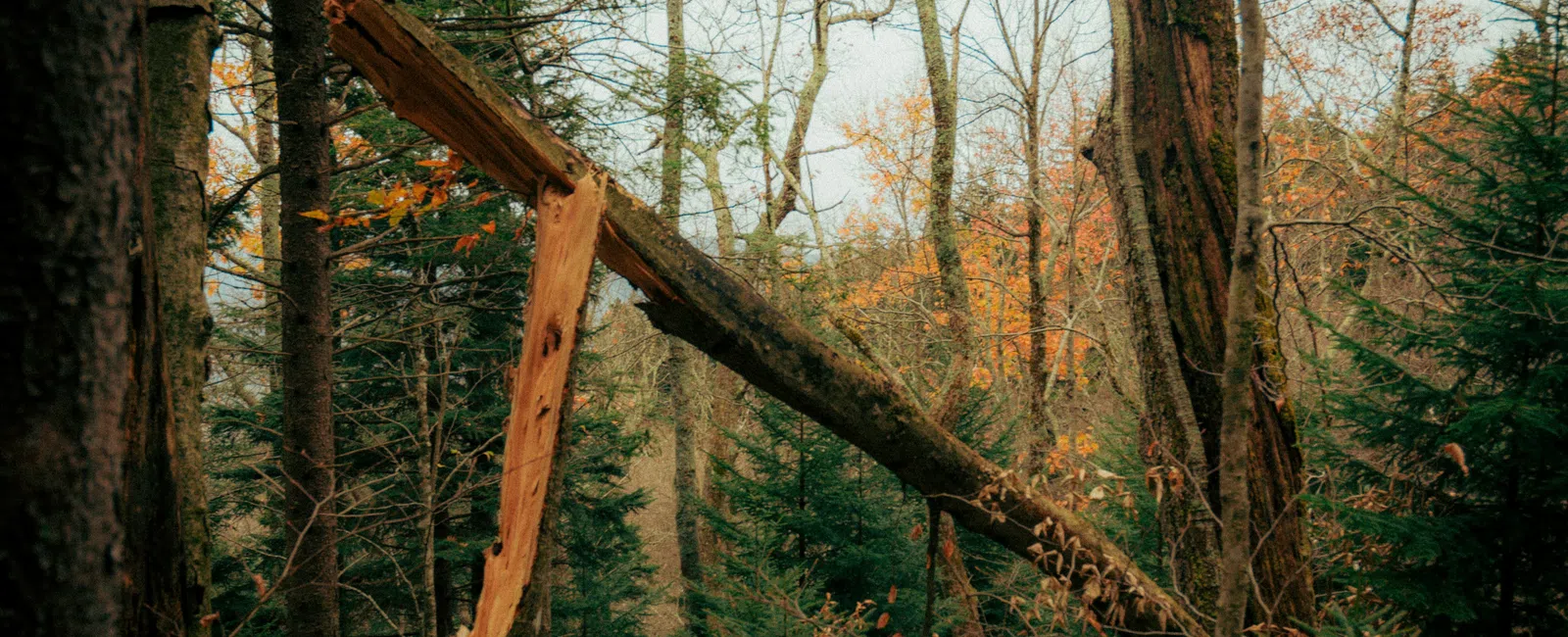 Broken tree branch hanging diagonally among dense forest trees with autumn leaves and evergreen foliage.