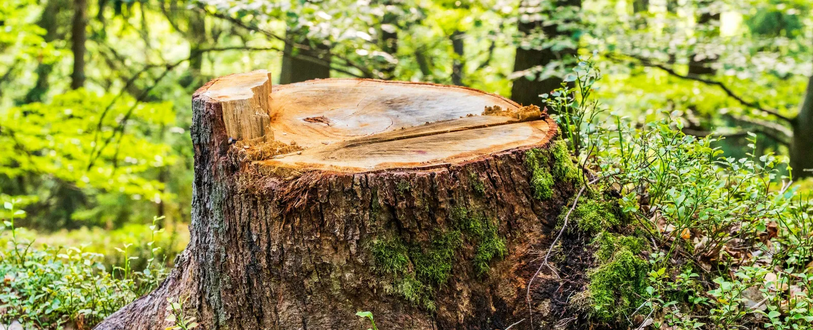 Close-up of an old tree stump with wildflowers growing around it in a natural outdoor setting.
