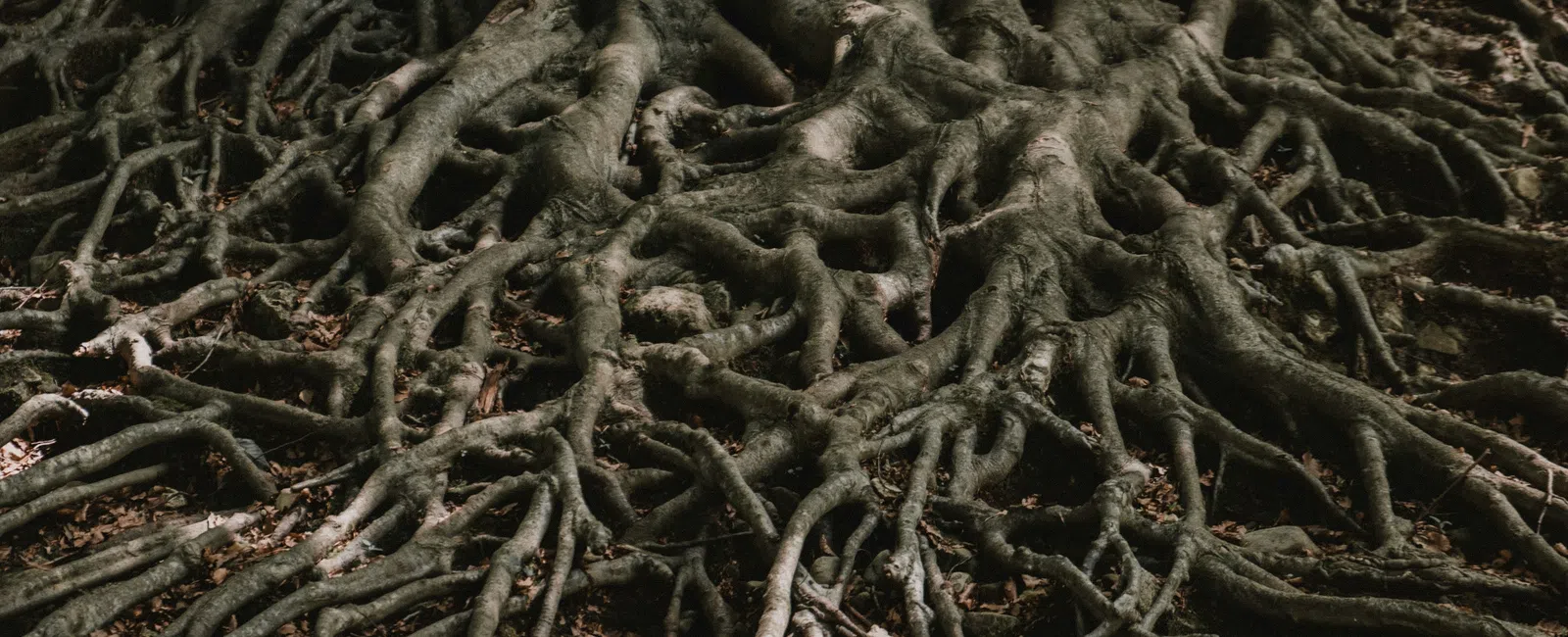 Close-up of intricate, sprawling tree roots covering forest floor with natural light and shadows.