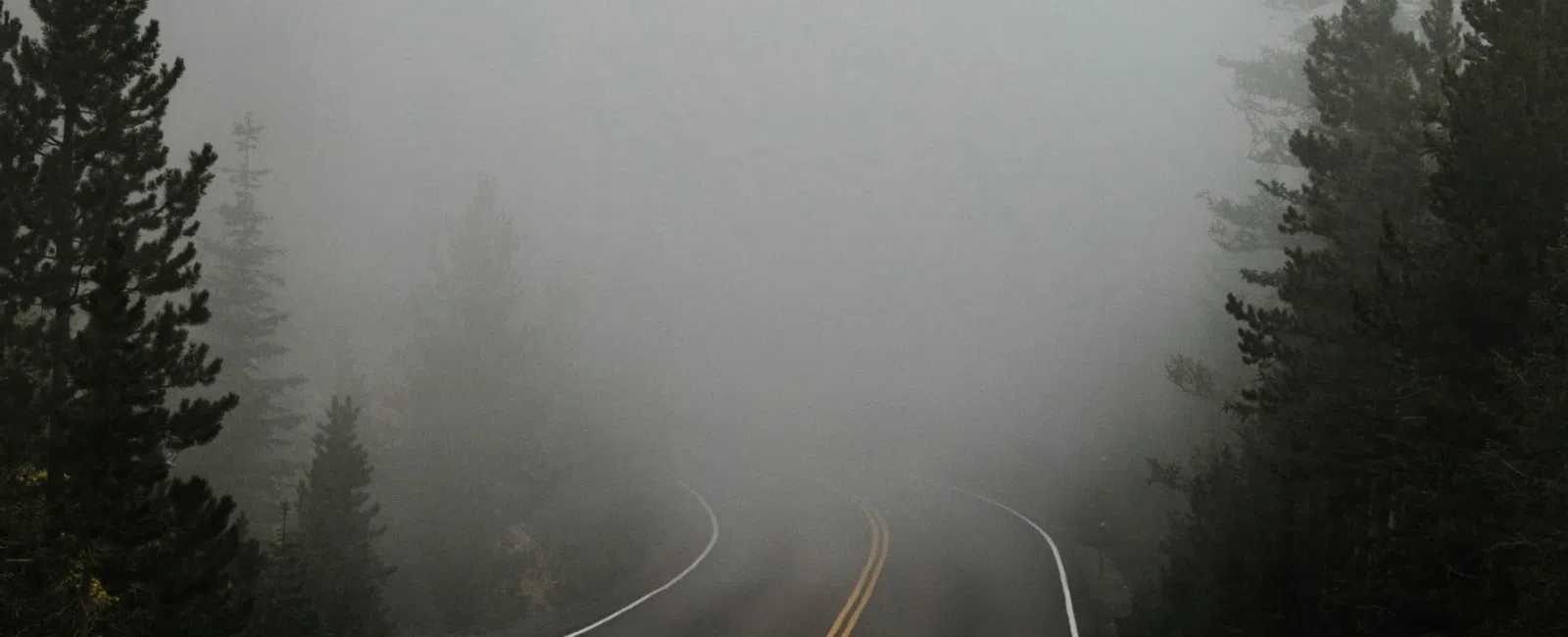 Winding road disappearing into dense fog surrounded by evergreen trees on both sides.