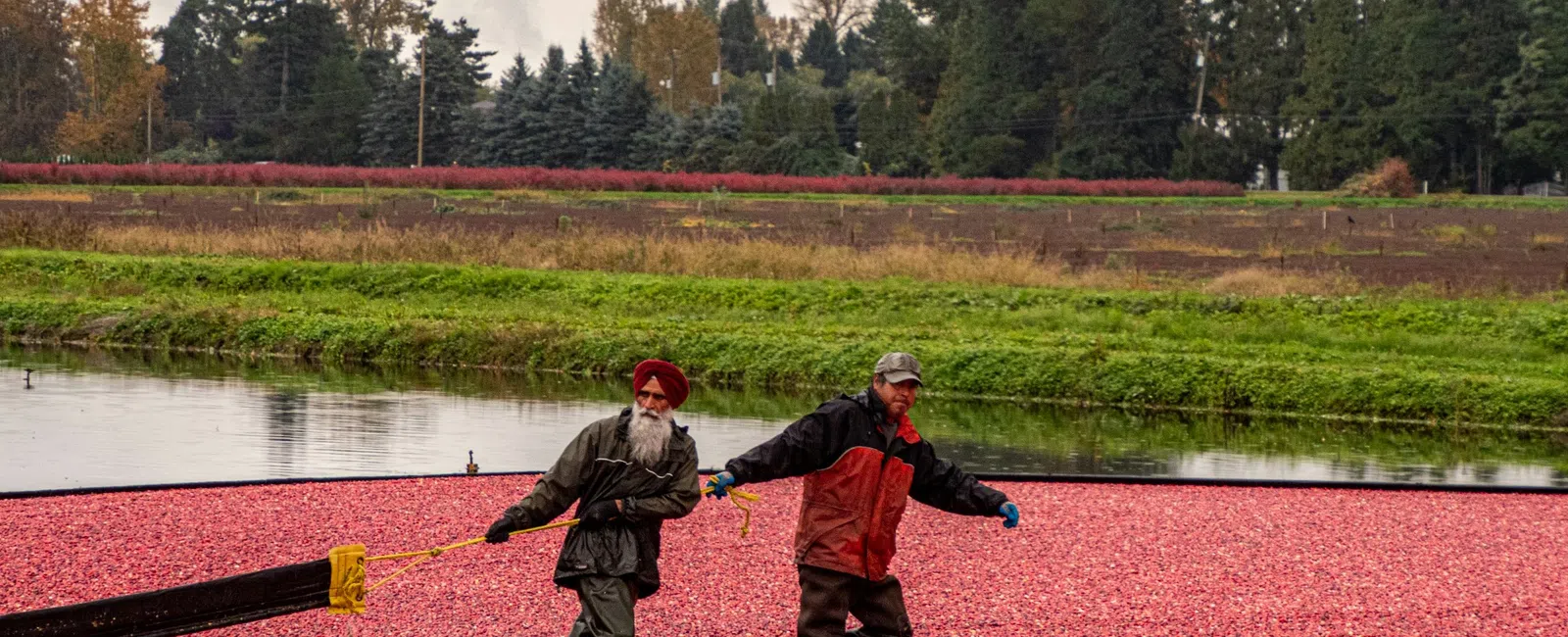 Two workers in waterproof gear harvesting floating cranberries on a farm pond with trees and fields in the background