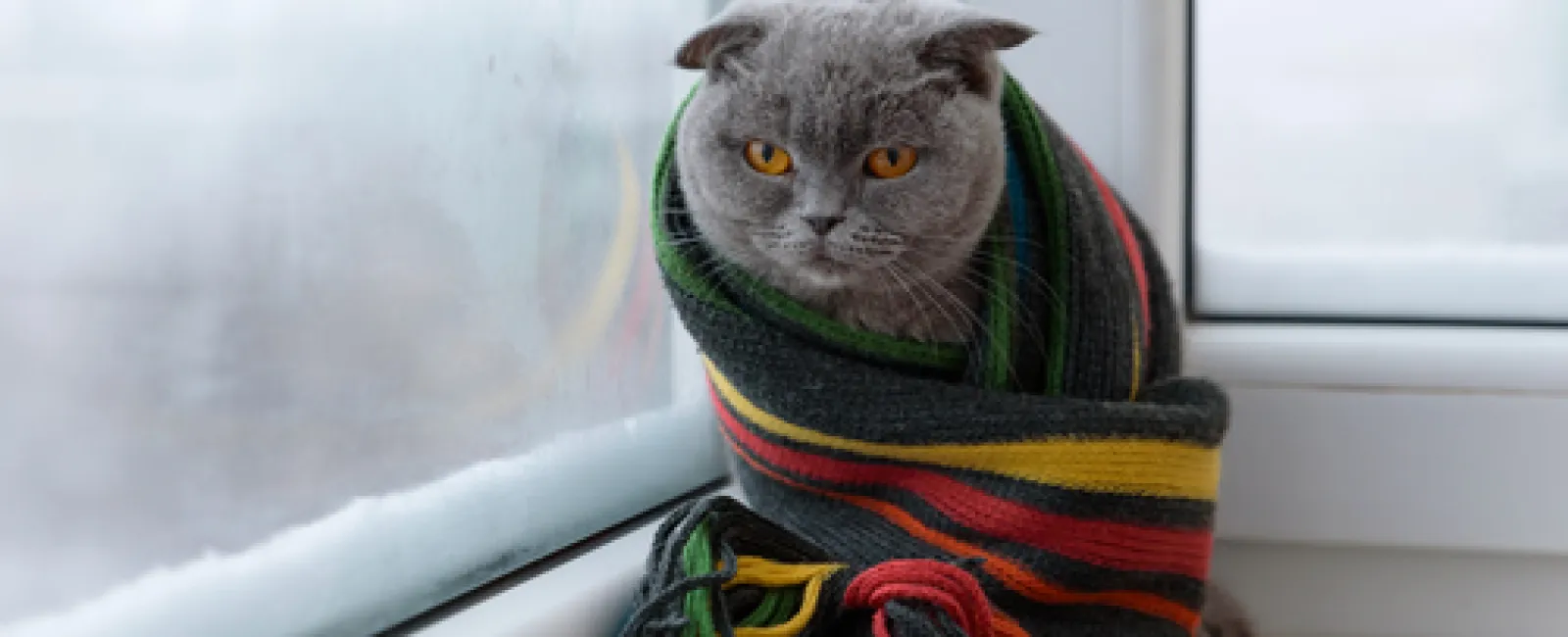 a cat wearing a sweater