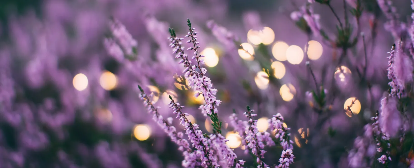 Close-up of lavender flowers with bokeh light circles in the background during twilight.