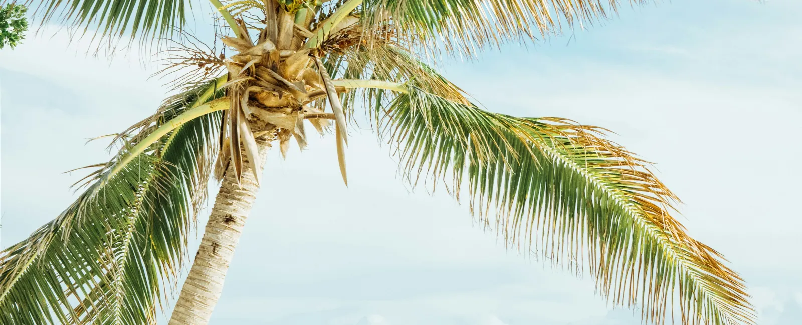 Leaning palm tree on white sandy beach with calm blue ocean and partly cloudy sky in background