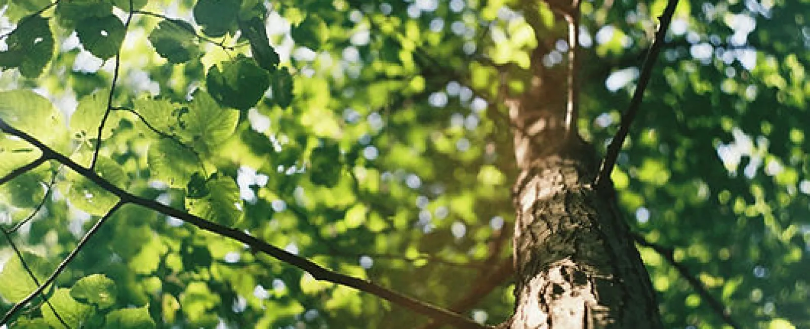 The Impact of Tree Coverage on Your Roof in Atlanta Neighborhoods