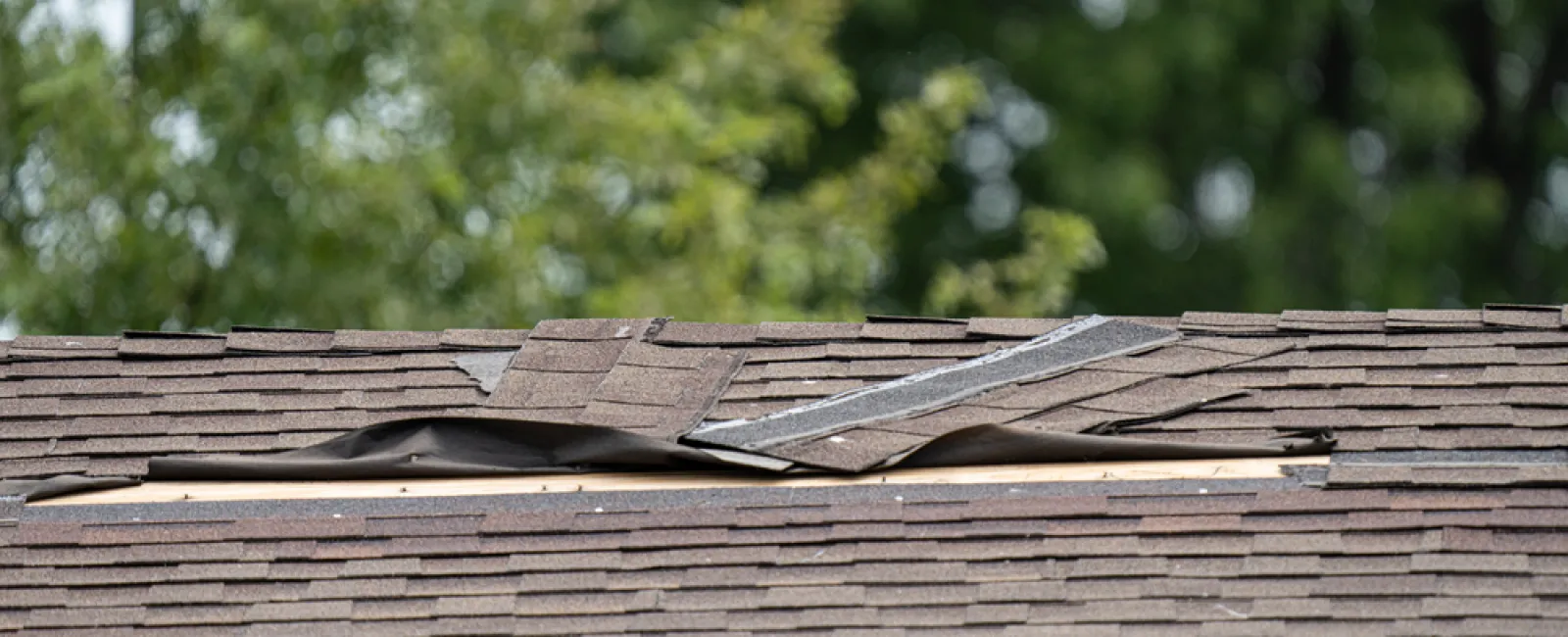 Damaged brown rooftop shingles lifted with underlying wood exposed, surrounded by green leafy trees in background.