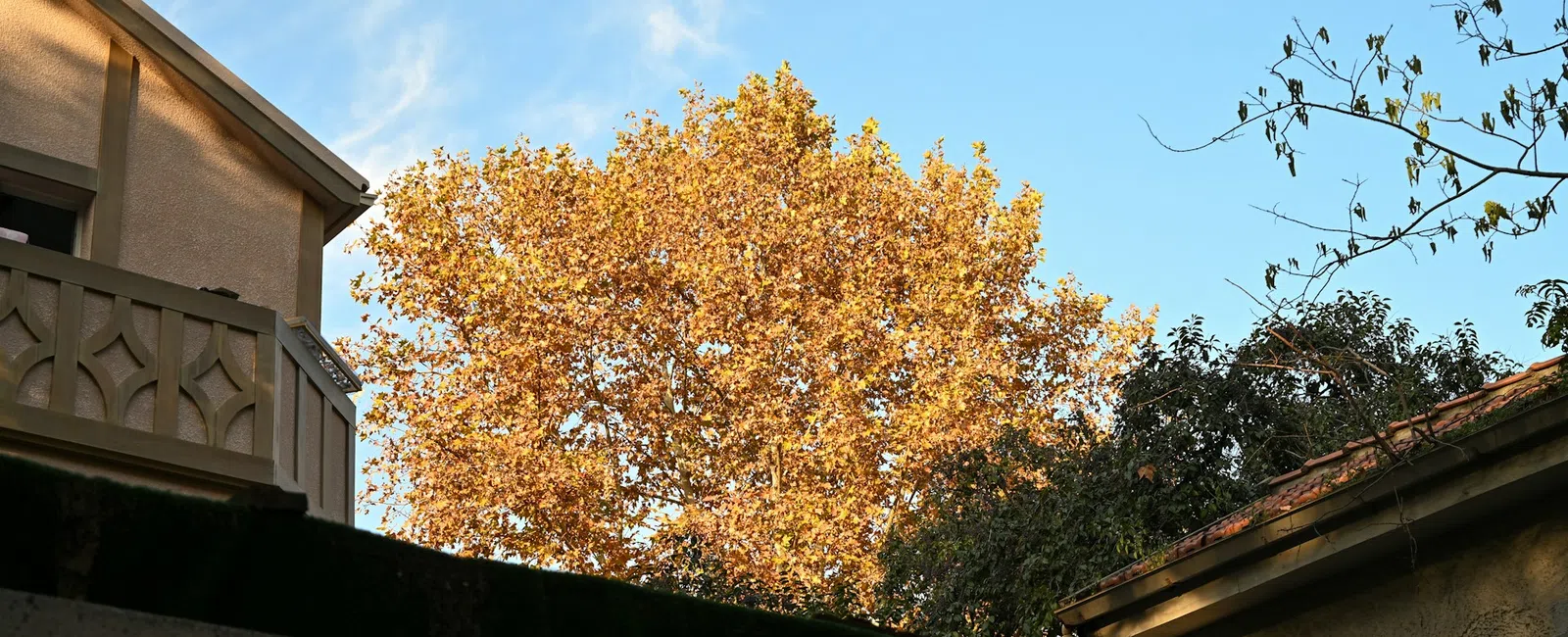 Autumn tree with golden leaves behind residential buildings under a clear blue sky.