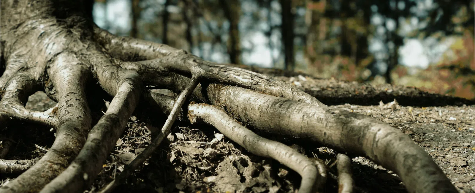 Close-up of tree roots sprawling over forest floor with blurred autumn trees in background