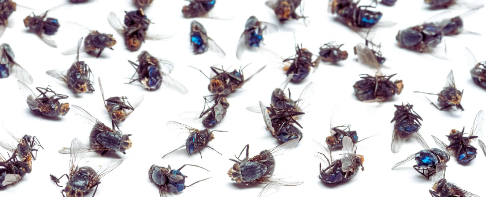 Numerous dead house flies scattered on a white surface in close-up view.