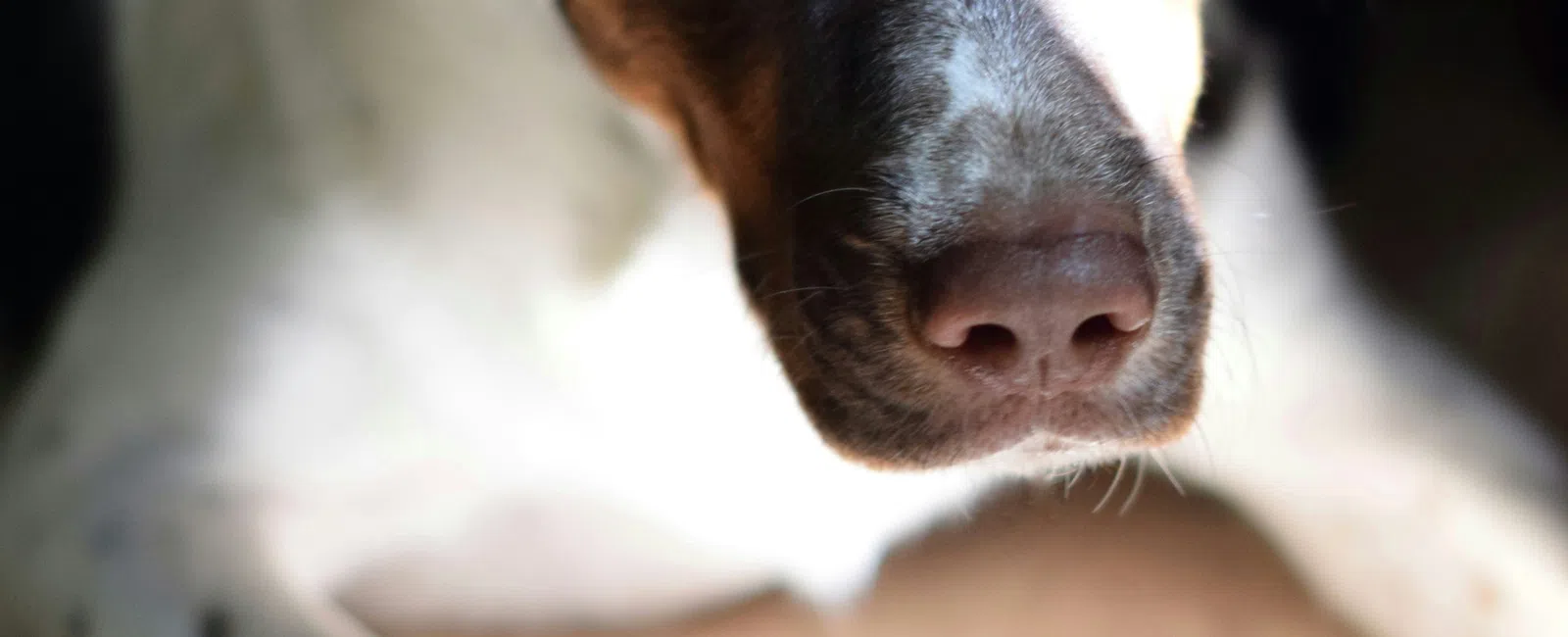 Close-up of a black and white dog with light brown markings resting on a tiled floor in sunlight.