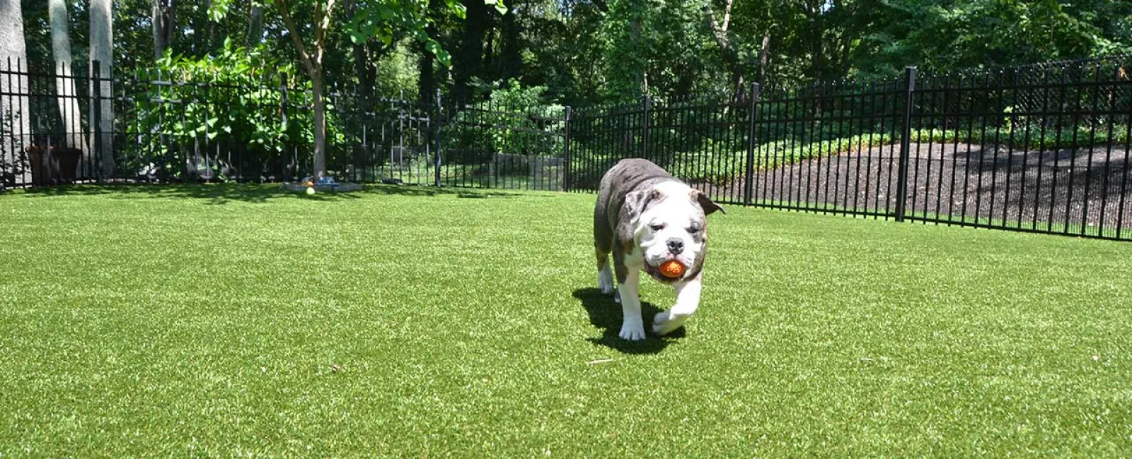 Bulldog carrying an orange ball walking on a green lawn in a fenced backyard with trees and sunlight.