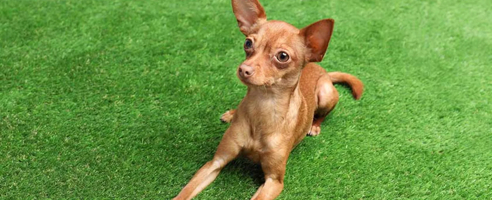 Small brown dog with large ears lying on vibrant green grass looking alert and curious.