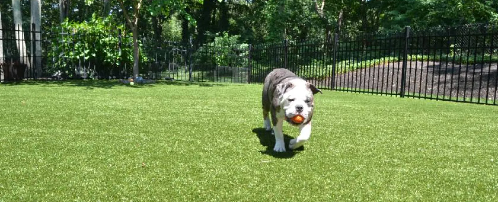 Bulldog carrying an orange ball in its mouth running on green grass in a fenced sunny backyard.