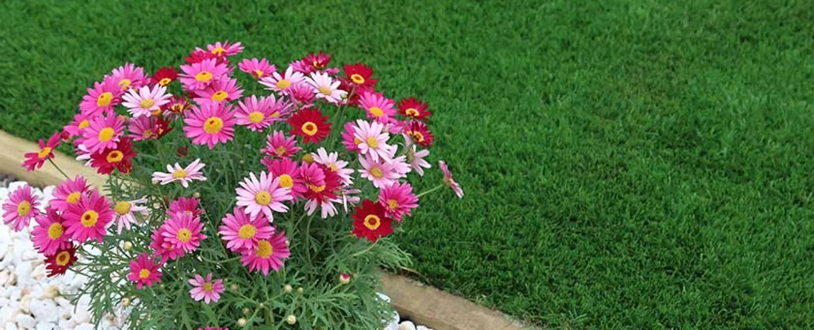 Bright pink and red daisies in a pot beside white gravel and a green grass lawn.
