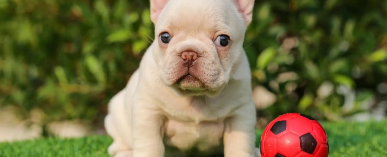 Cream-colored French Bulldog puppy sitting on grass next to a small red and black soccer ball outdoors.