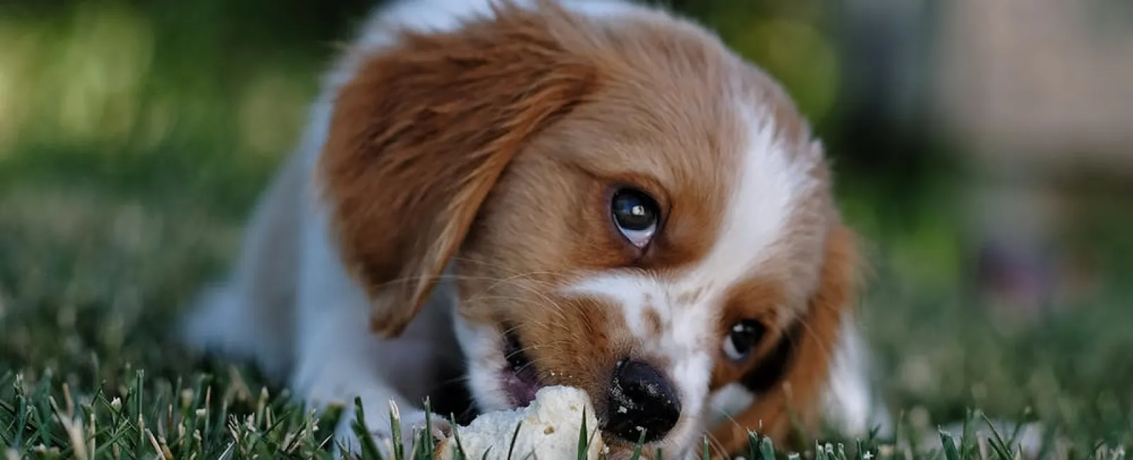 a dog lying in the grass