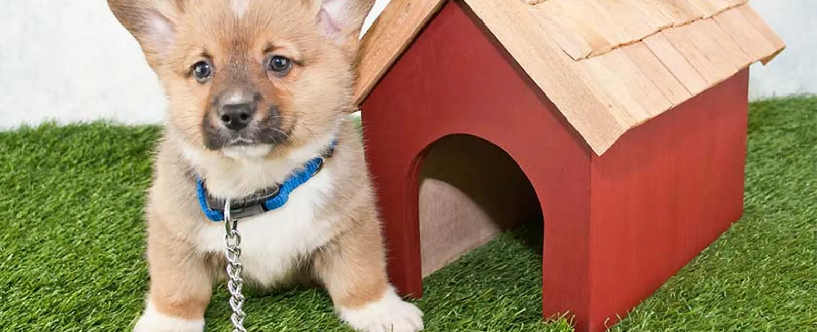 a dog sitting on grass next to a wooden structure