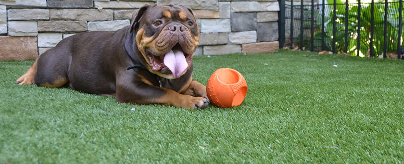 Brown dog with tongue out lying on green grass near orange ball by stone wall and metal fence