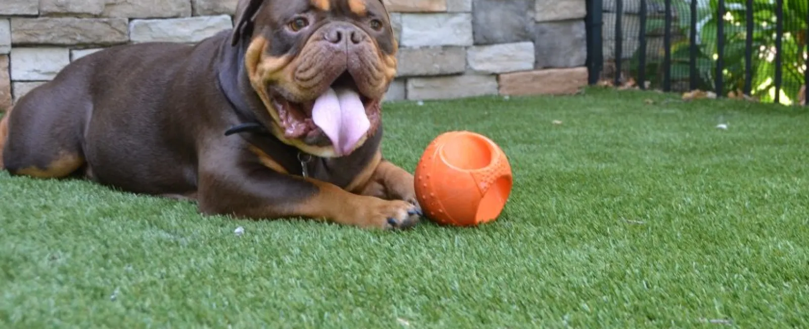 Brown dog lying on green grass next to an orange ball in a fenced yard with a stone wall background