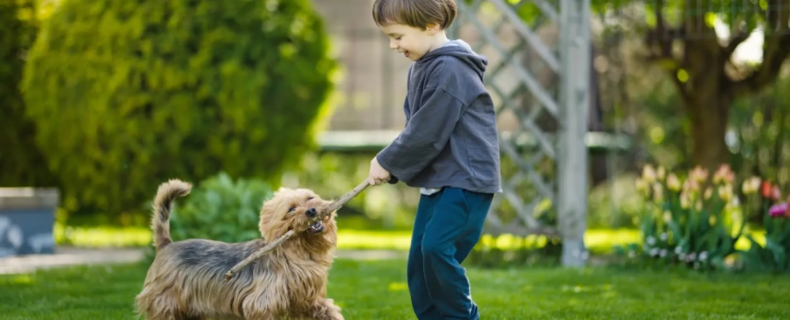 Young boy playing tug-of-war with a small brown dog on a green grassy lawn in a sunny garden.
