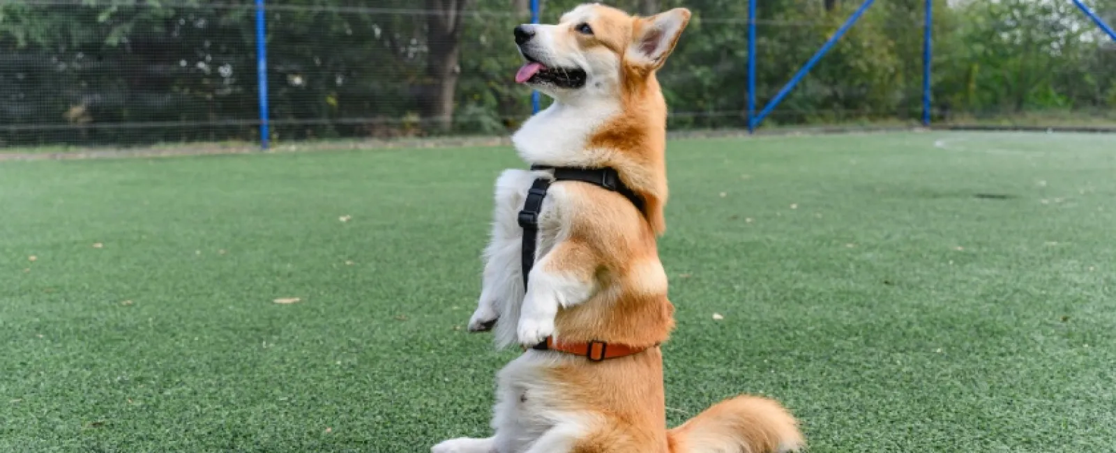 Corgi dog sitting upright on green grass wearing a black harness with a joyful expression.