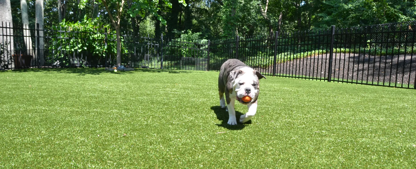 a dog running in a grassy area