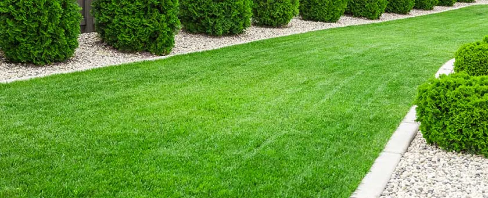 Well-manicured green lawn bordered by light stone mulch and tall evergreen trees along a wooden fence