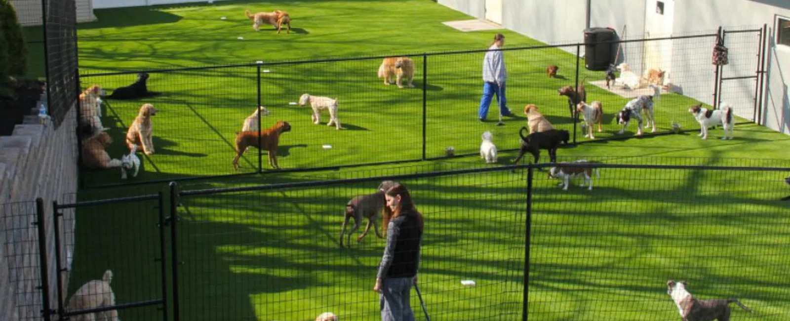 Spacious dog daycare with multiple dogs playing on green turf and two caretakers inside fenced areas.