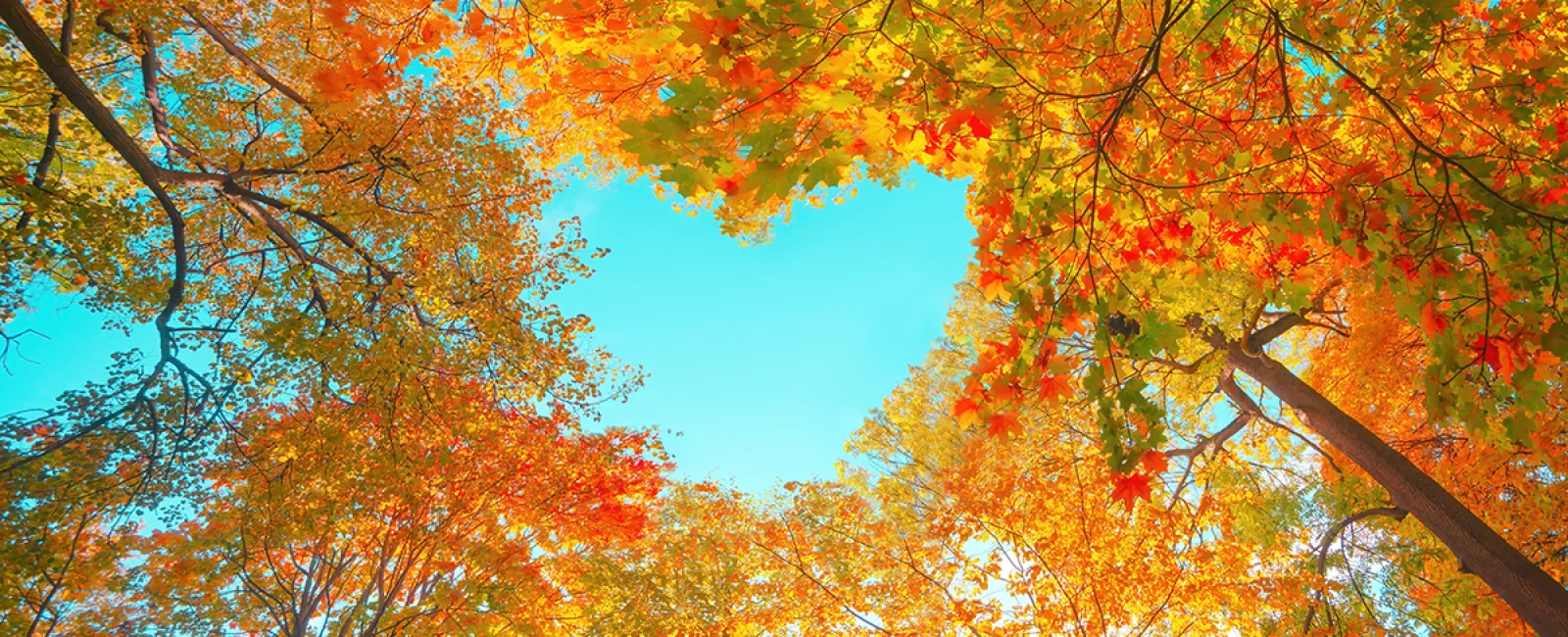 Autumn tree canopy with vibrant red, orange, and yellow leaves forming a heart-shaped blue sky gap.