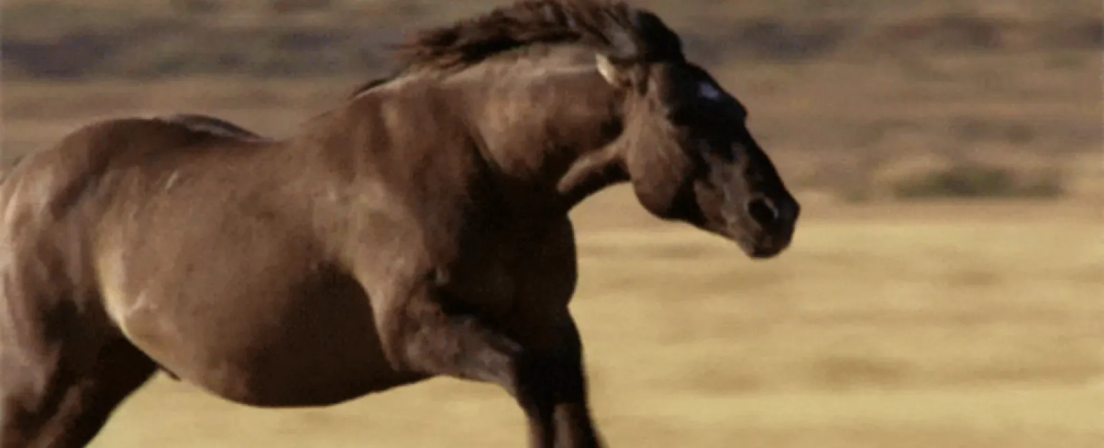 a horse standing on a camel