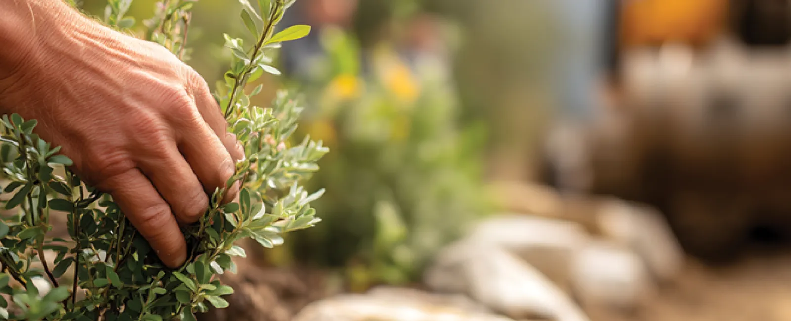Hand planting a small shrub along a stone-lined garden bed outdoors in spring.