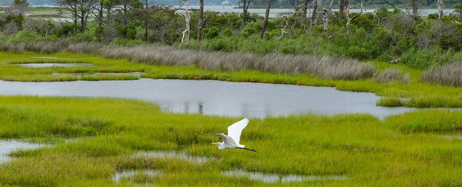 White egret flying over lush green marshland with scattered water pools and distant trees on a calm day