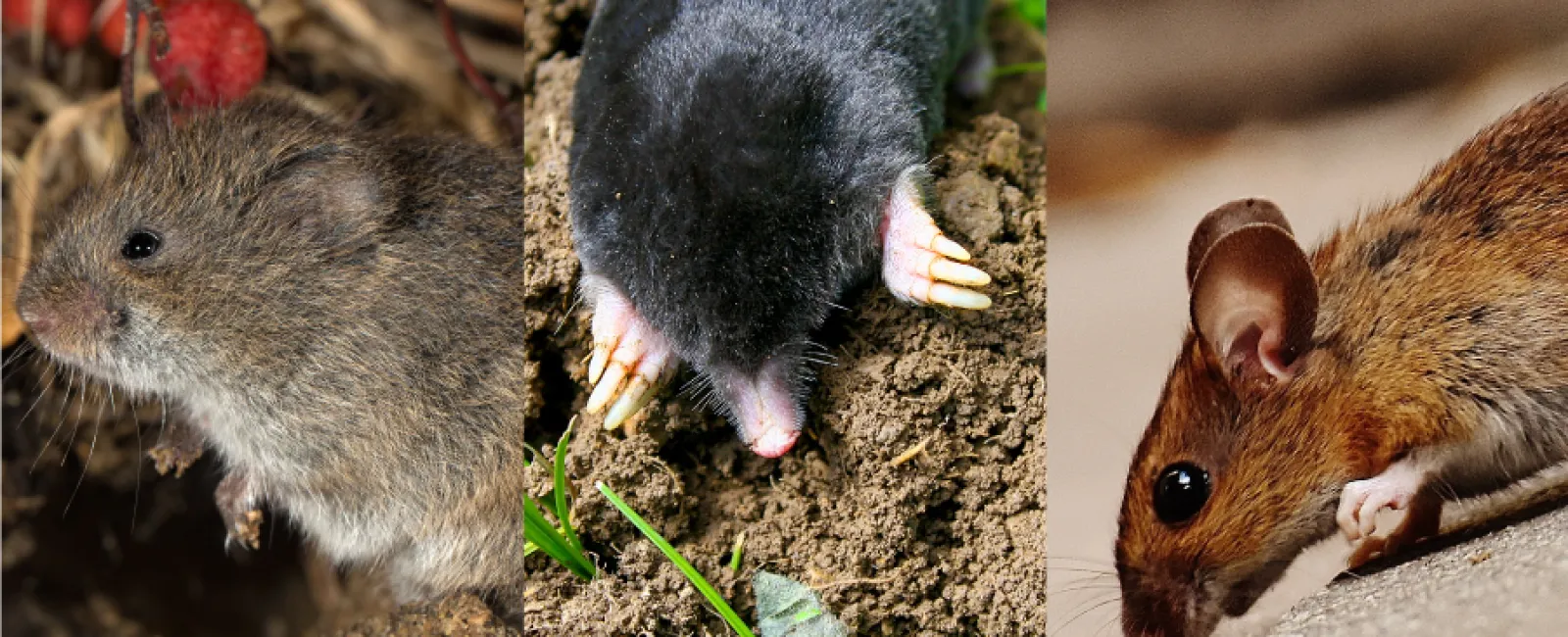 Rodents; Minnesota’s Unwanted Guests