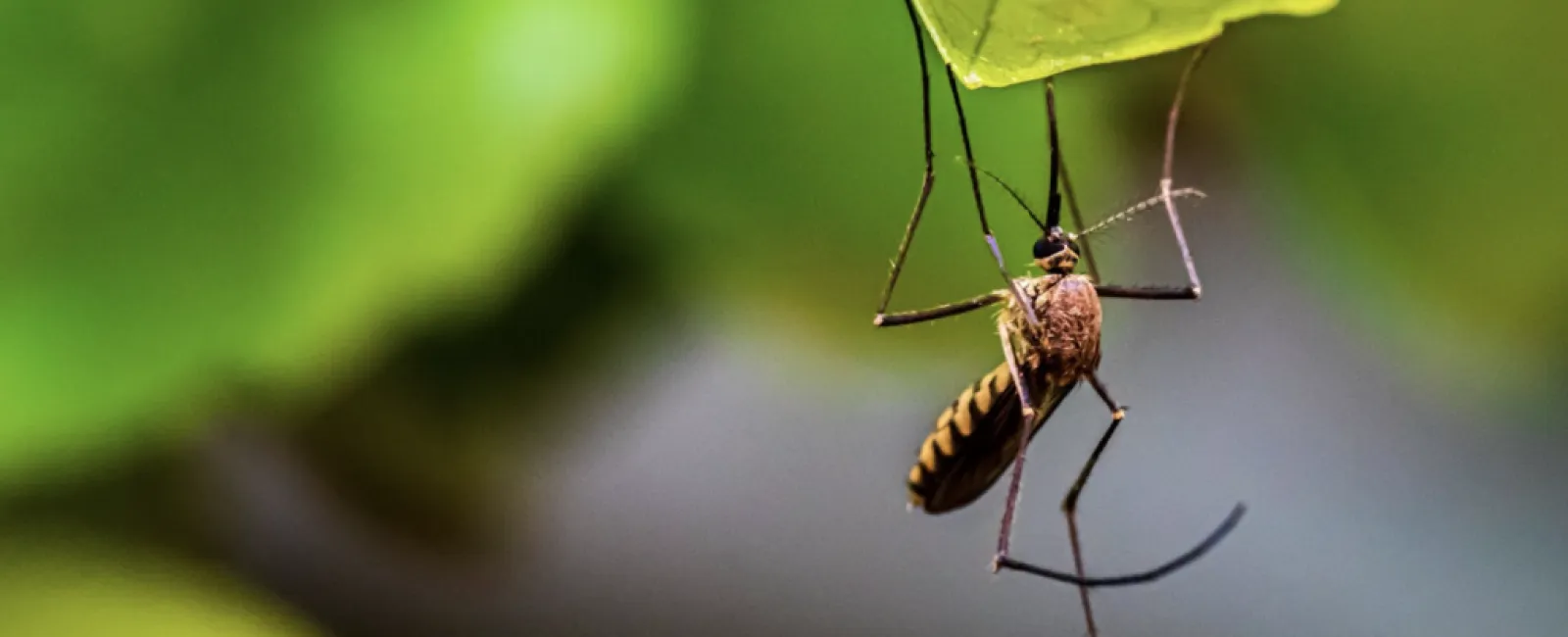 Where Do Mosquitoes Go in the Winter? Hibernation and Other Behaviors Explained