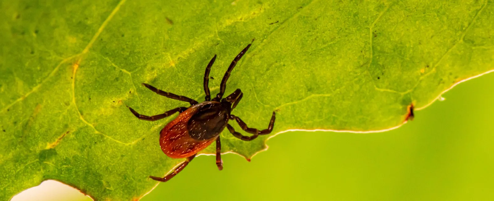 Tick Season is Coming: Implementing Tick Control for a Safer Summer