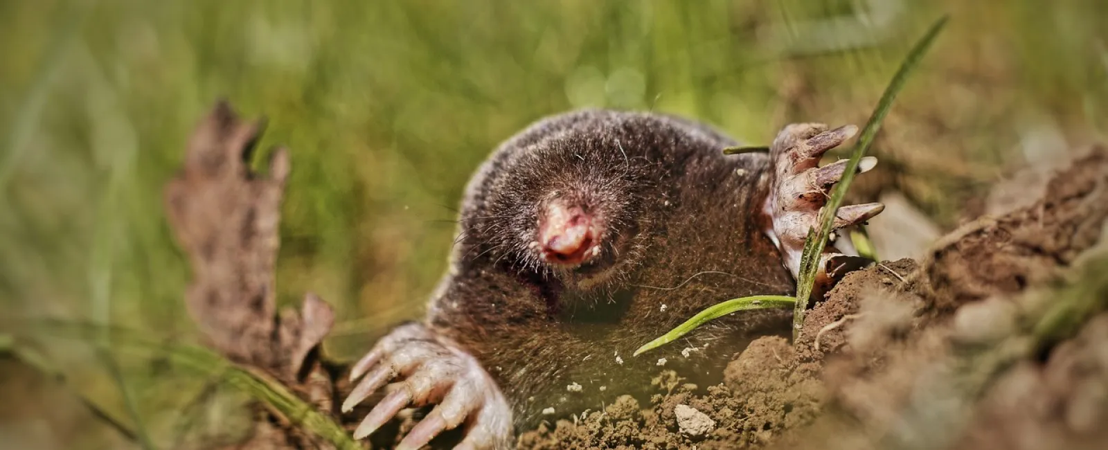 All You Need to Know About Moles
