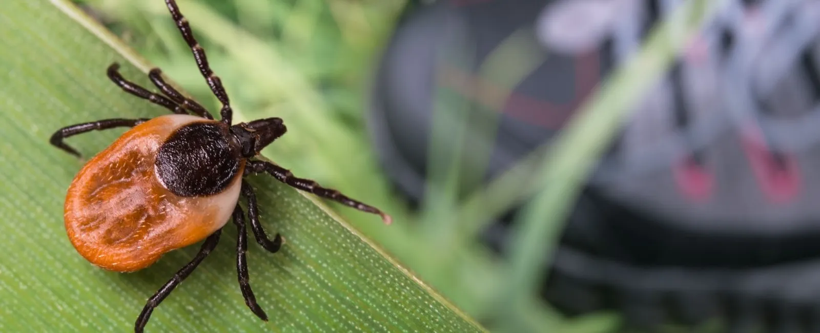 Why You Need to Get Tick Control Sooner, Rather Than Later
