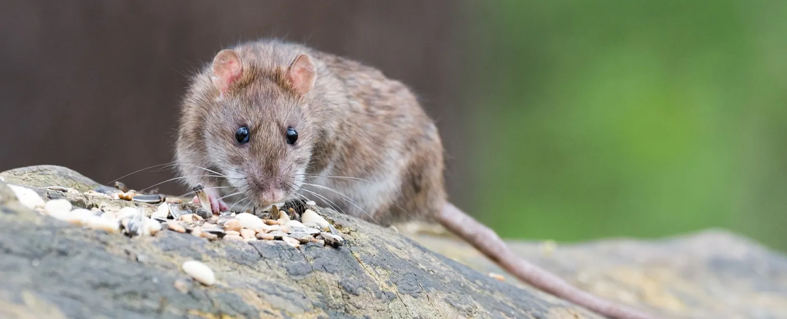 Ways to Keep Mice from Taking Over Your Home